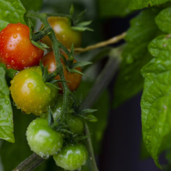 Organic Crop Cultivation