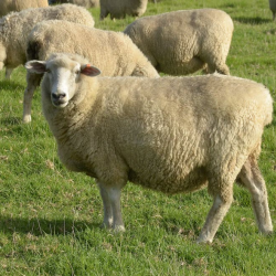 Livestock Management & Grazing Programs