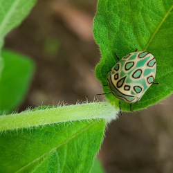 Pest & Disease Control Strategies