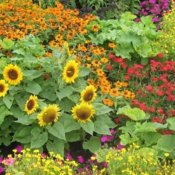 Community Gardens