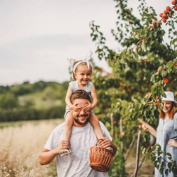 Orchard Tours