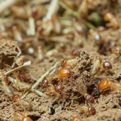 Termite Inspections and Treatments