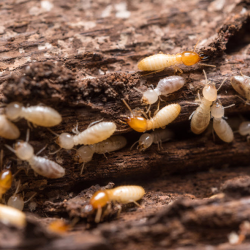 Termite Exterminator