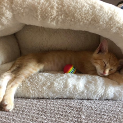 Become a Foster Home