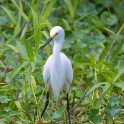 Wildlife & Vegetation School Charters