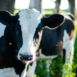 Farm and Ranch Supplies
