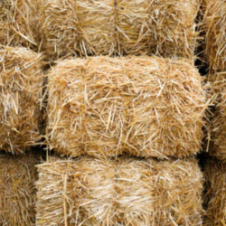 Hay and Bedding