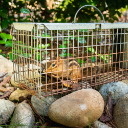 Wildlife Removal