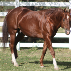 Horse Feed and Supplies