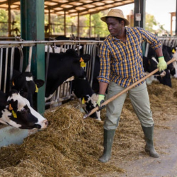 Hay & Forage Sourcing