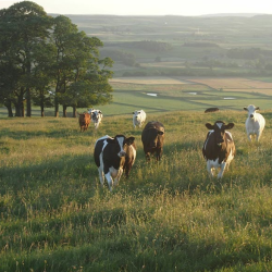 Cattle Ranching