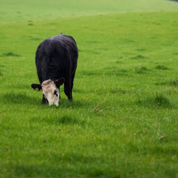 Pasture Management