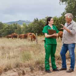 Livestock Consultation