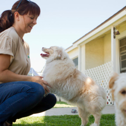 Dog Daycare