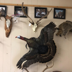 Waterfowl and Upland Bird Taxidermy