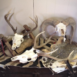 European Skull Mounts