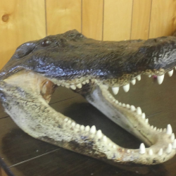 Reptile and Amphibian Taxidermy