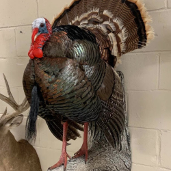 Spring Turkey Taxidermy