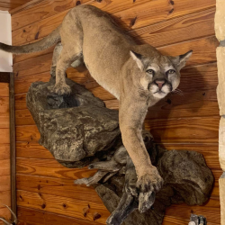 Bobcat Taxidermy