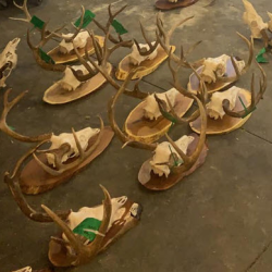 European Skull Mounts