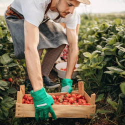 Seasonal Harvest Festivals