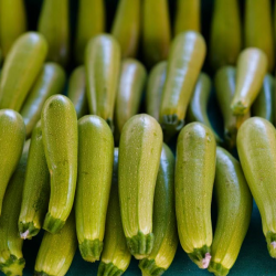 Green Zucchini Squash