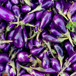 Eggplant