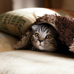 Pet-Friendly Accommodations