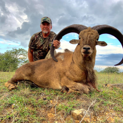 Aoudad Hunts
