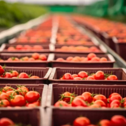 Harvesting and Packaging