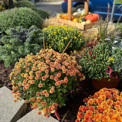 Seasonal Decor & Holiday Arrangements
