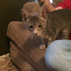 Trap-Neuter-Return (TNR) Program