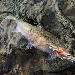 Sandy River Day Trips