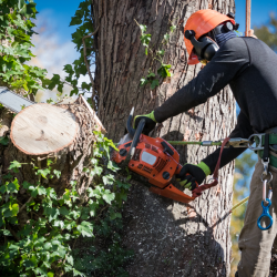 Tree Removal 