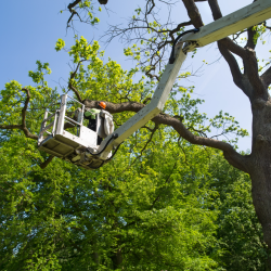 Tree Trimming 