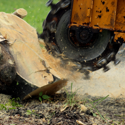 Stump Grinding