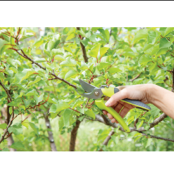 Fruit Tree Pruning