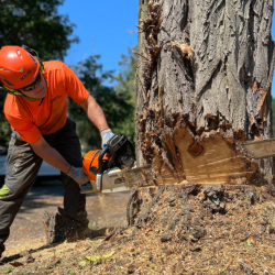 Tree Removal & Stump Grinding