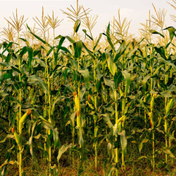 Row Crop Products