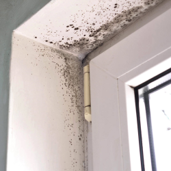 Mold Removal and Remediation