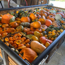 Heirloom Pumpkins