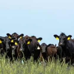 Livestock