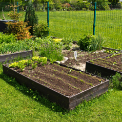 Resilient Annual Bedding Plants