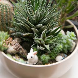 Succulents for Low-Maintenance Elegance