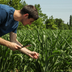 Crop Insurance