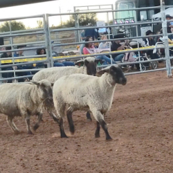 Stable Boarding Services