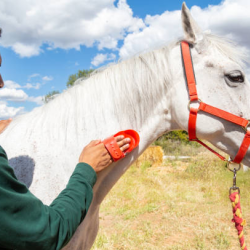 Community Outreach & Volunteer Opportunities