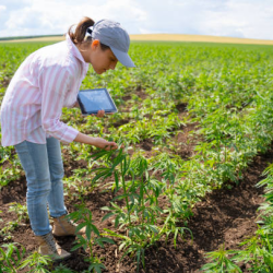 Organic Hemp Cultivation