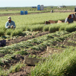 Farm Labor Resources and Information