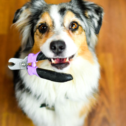 Nail Trim and Buff